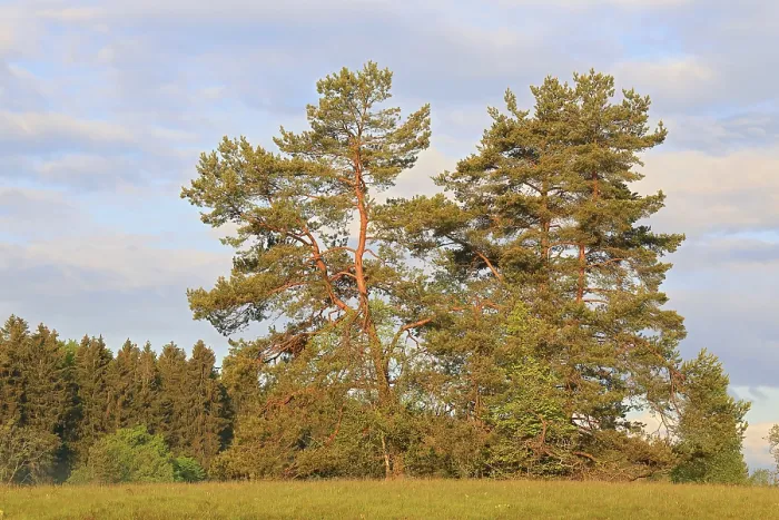 Gerahmter Druck : Kiefer (Pinus), Fichte (Pinaceae) Gerahmter Druck : Kiefer (Pinus), Fichte (Pinaceae)