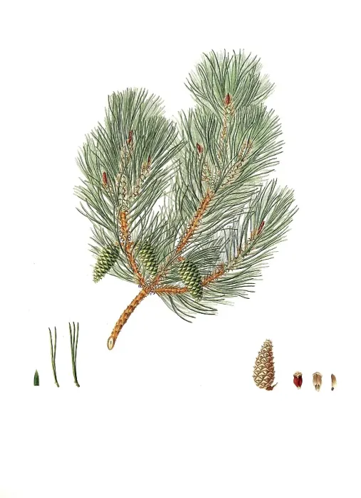 Gerahmter Druck : Pine, Pinus variabilis, Variable-leaved Bastard-Pinie, Baum, digitalisierte Reproduktion eines Originals von Aylmer Bourke Lambert (1761 - 1842), englischer Botaniker, um 1810 veröffentlicht. Gerahmter Druck : Pine, Pinus variabilis, Variable-leaved Bastard-Pinie, Baum, digitalisierte Reproduktion eines Originals von Aylmer Bourke Lambert (1761 - 1842), englischer Botaniker, um 1810 veröffentlicht.