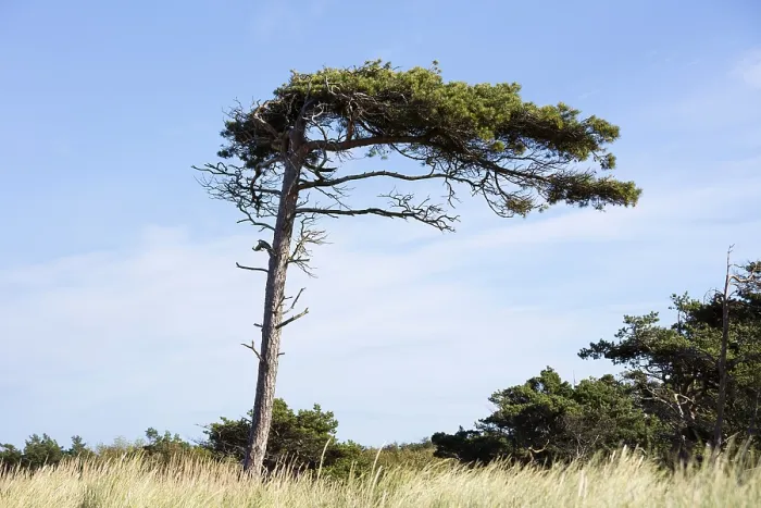 Gerahmter Druck : Pine (Pinus), windgepeitschter Baum, Weststrand Gerahmter Druck : Pine (Pinus), windgepeitschter Baum, Weststrand
