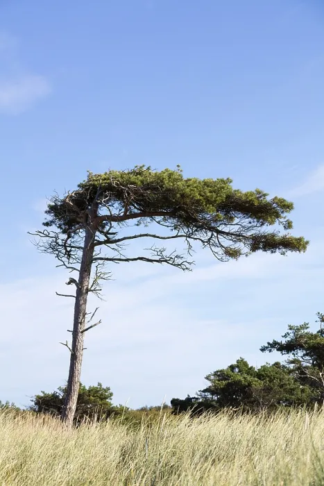 Gerahmter Druck : Pine (Pinus), windgepeitschter Baum, West Beach Gerahmter Druck : Pine (Pinus), windgepeitschter Baum, West Beach