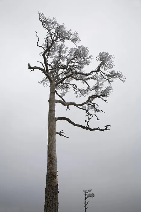 Gerahmter Druck : Pine (Pinus) im Winter Gerahmter Druck : Pine (Pinus) im Winter