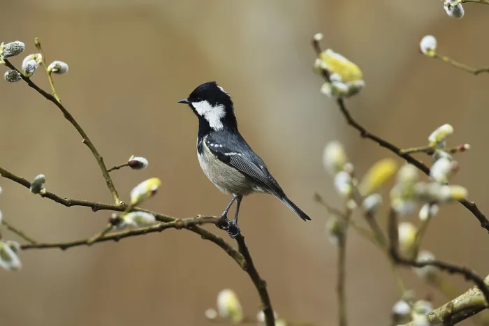Gerahmter Druck : Tannenmeise, Periparus ater, sitzt in einem Weiden. Gerahmter Druck : Tannenmeise, Periparus ater, sitzt in einem Weiden.