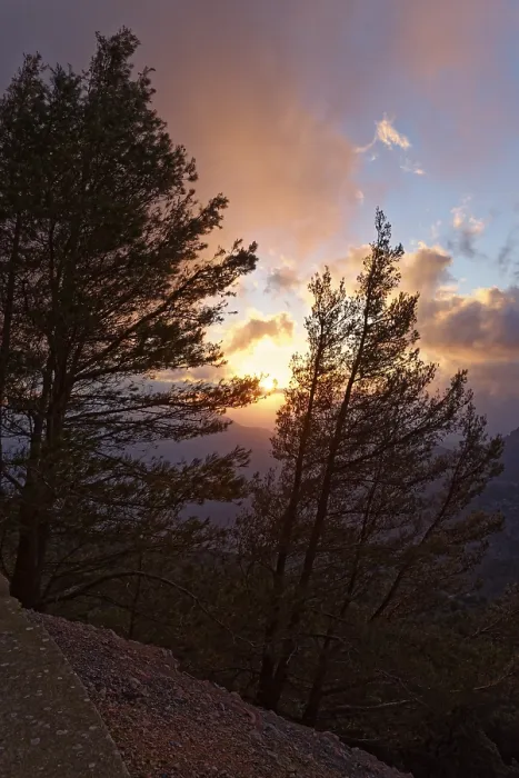 Gerahmter Druck : Kiefern (Pinus) im Abendlicht. Gerahmter Druck : Kiefern (Pinus) im Abendlicht.