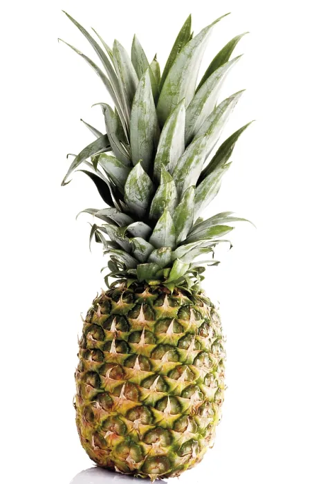 Gerahmter Druck : Ananas comosus Gerahmter Druck : Ananas comosus