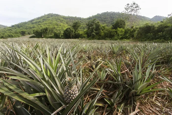 Gerahmter Druck : Ananas (Ananas comosus), Ananaspflanzung. Gerahmter Druck : Ananas (Ananas comosus), Ananaspflanzung.
