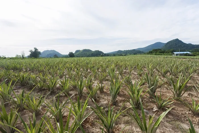 Gerahmter Druck : Ananas (Ananas comosus), Ananaspflanzung. Gerahmter Druck : Ananas (Ananas comosus), Ananaspflanzung.