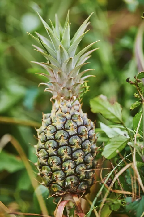 Gerahmter Druck : Ananas comosus auf einer Plantage. Gerahmter Druck : Ananas comosus auf einer Plantage.