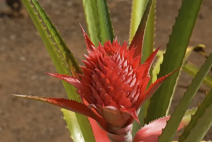 Gerahmter Druck : Ananas-Blüte (Ananas comosus) Gerahmter Druck : Ananas-Blüte (Ananas comosus)