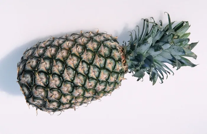 Gerahmter Druck : Ananas comosus Gerahmter Druck : Ananas comosus