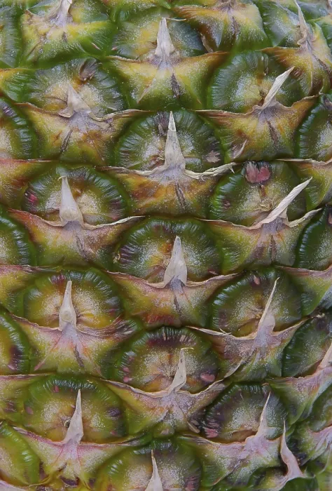 Gerahmter Druck : Ananas, Ananas. Gerahmter Druck : Ananas, Ananas.