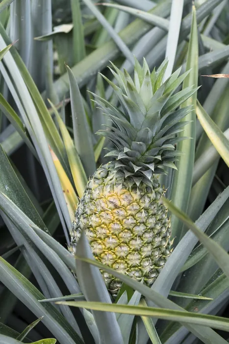 Gerahmter Druck : Ananas (Ananas comosus), Ananaspflanzung. Gerahmter Druck : Ananas (Ananas comosus), Ananaspflanzung.