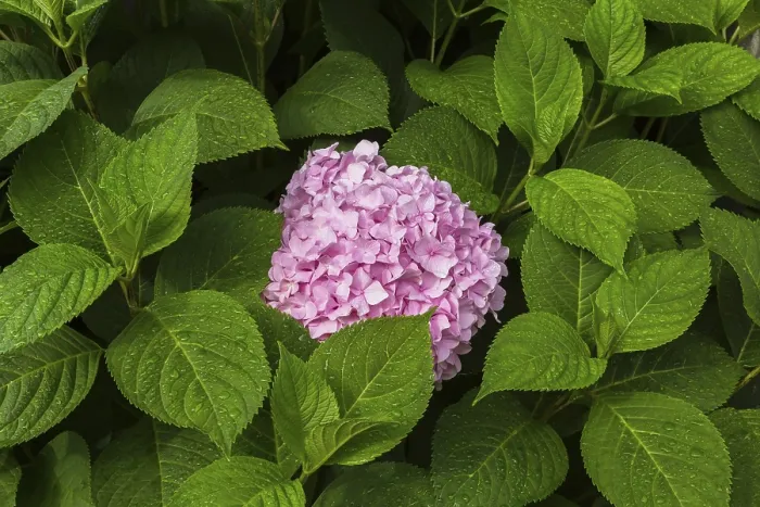 Gerahmter Druck : Rosafarbige Großblättrige Hydrangea (Hydrangea macrophylla) Gerahmter Druck : Rosafarbige Großblättrige Hydrangea (Hydrangea macrophylla)
