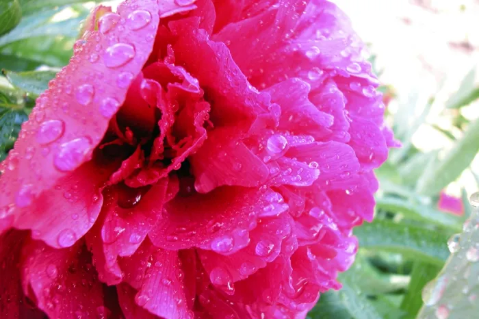 Gerahmter Druck : Rosa Blume Gerahmter Druck : Rosa Blume