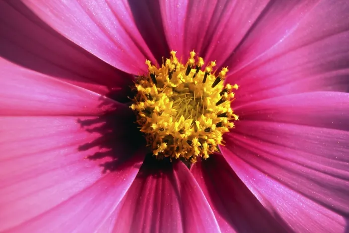 Gerahmter Druck : Rosa Blume Gerahmter Druck : Rosa Blume