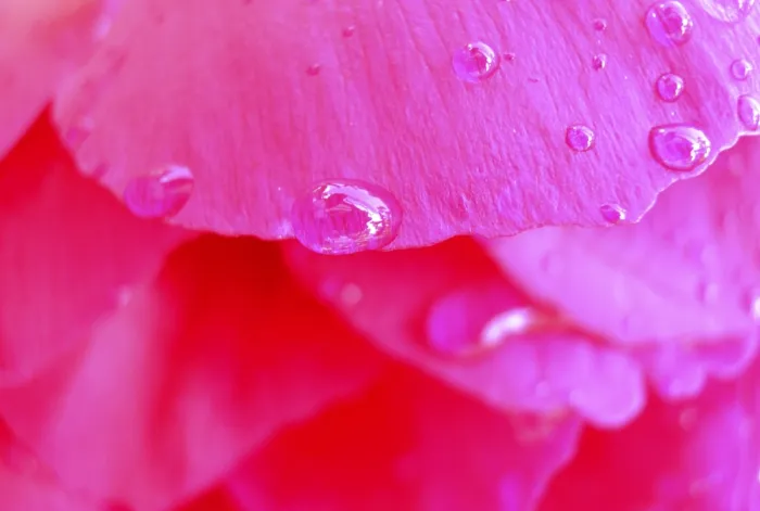 Gerahmter Druck : Rosa Blüte Gerahmter Druck : Rosa Blüte