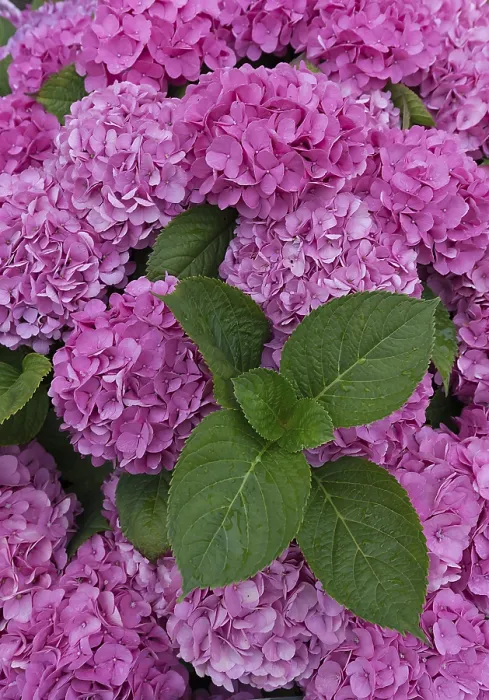Gerahmter Druck : Rosafarbende Großblütige Hydrangea (Hydrangea macrophylla) Gerahmter Druck : Rosafarbende Großblütige Hydrangea (Hydrangea macrophylla)