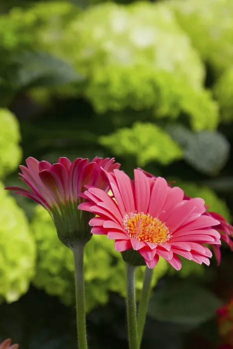 Gerahmter Druck : Rosa Gerbera Gerahmter Druck : Rosa Gerbera