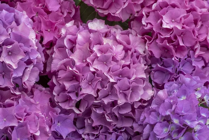 Gerahmter Druck : Rosa Hydrangea, Hydrangea, formatfüllend. Gerahmter Druck : Rosa Hydrangea, Hydrangea, formatfüllend.