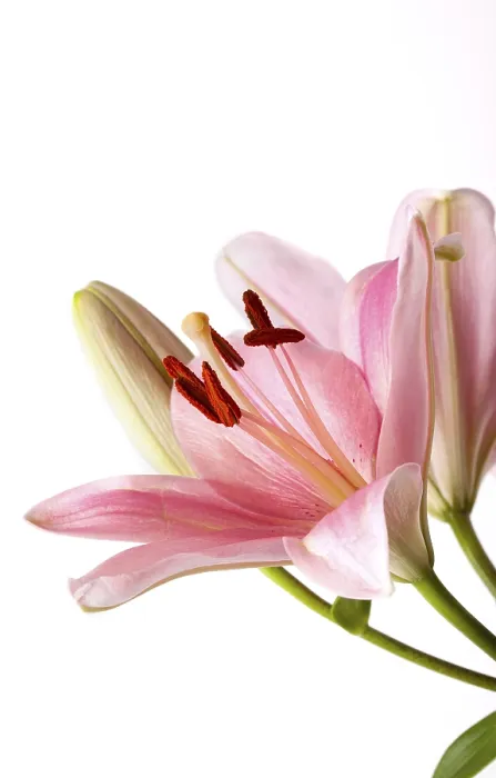 Gerahmter Druck : Rosenlilien. Gerahmter Druck : Rosenlilien.