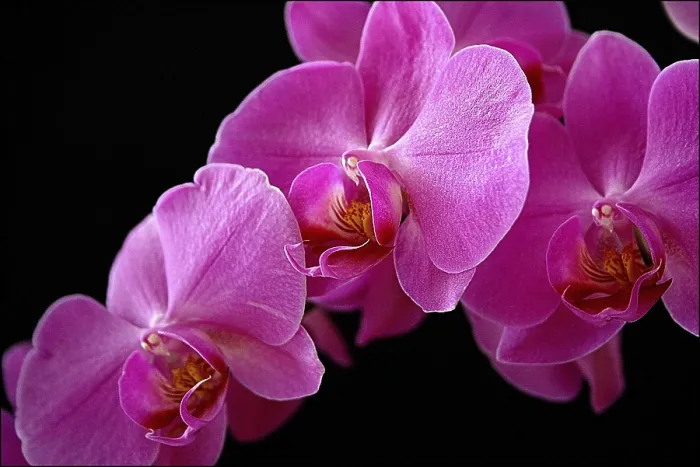 Gerahmter Druck : Rosa Orchidee Gerahmter Druck : Rosa Orchidee