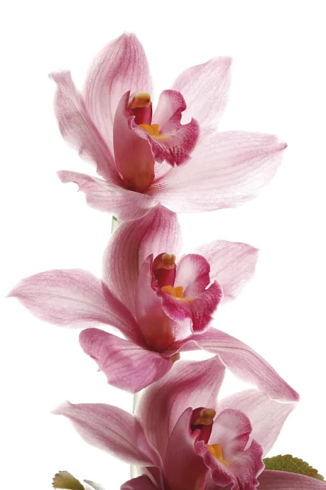 Gerahmter Druck : Rosenfarbene Orchideen Gerahmter Druck : Rosenfarbene Orchideen