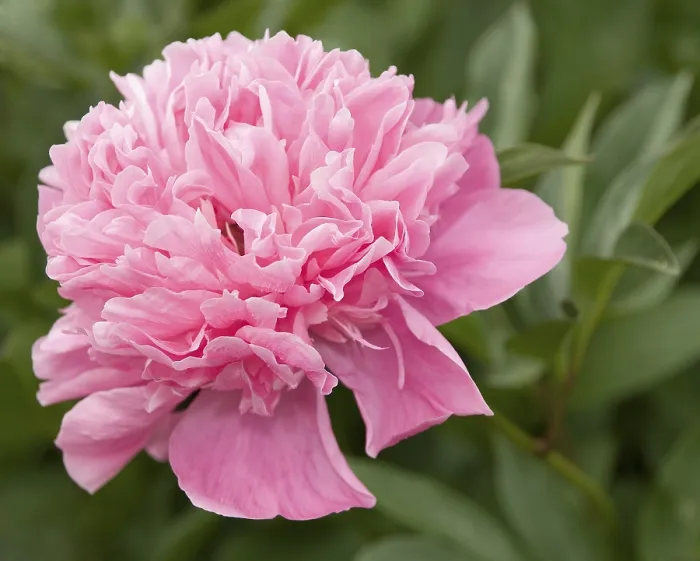 Gerahmter Druck : Rosa Peonie Gerahmter Druck : Rosa Peonie