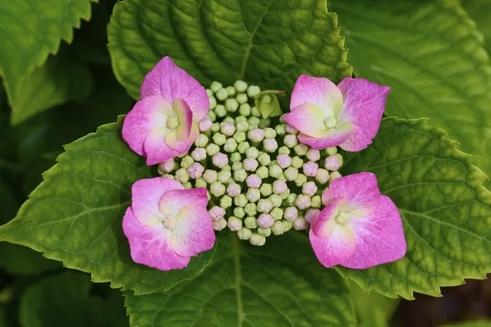 Gerahmter Druck : Rosafarbene Tellerhydrangea (Hydrangea) Gerahmter Druck : Rosafarbene Tellerhydrangea (Hydrangea)