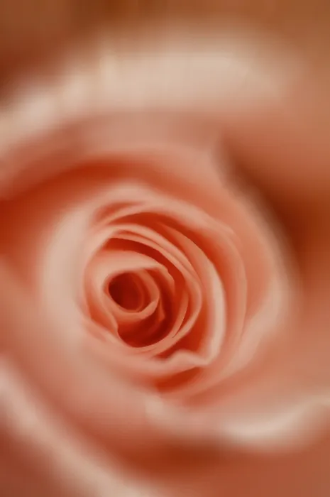 Gerahmter Druck : Rosa, Detail. Gerahmter Druck : Rosa, Detail.