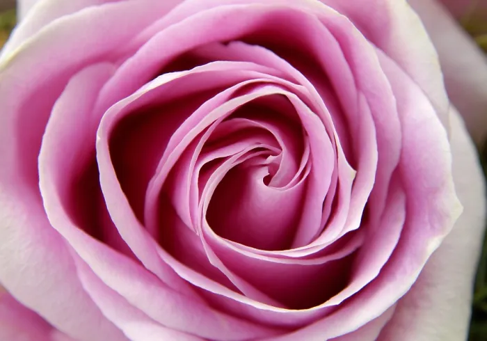 Gerahmter Druck : Rosa Rose Gerahmter Druck : Rosa Rose