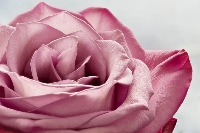 Gerahmter Druck : Rosa, Makro Gerahmter Druck : Rosa, Makro