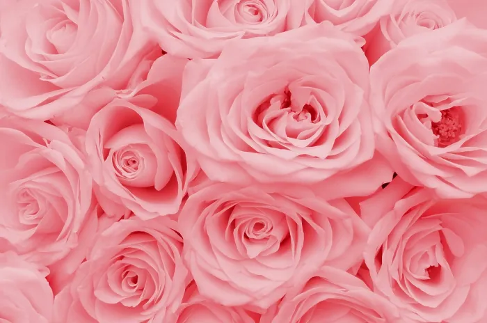 Gerahmter Druck : Rosen in Rosa. Gerahmter Druck : Rosen in Rosa.