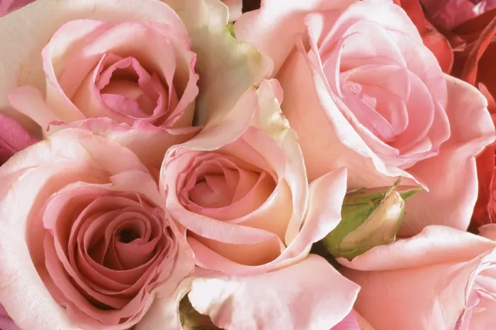 Gerahmter Druck : Rosen in Rosa. Gerahmter Druck : Rosen in Rosa.