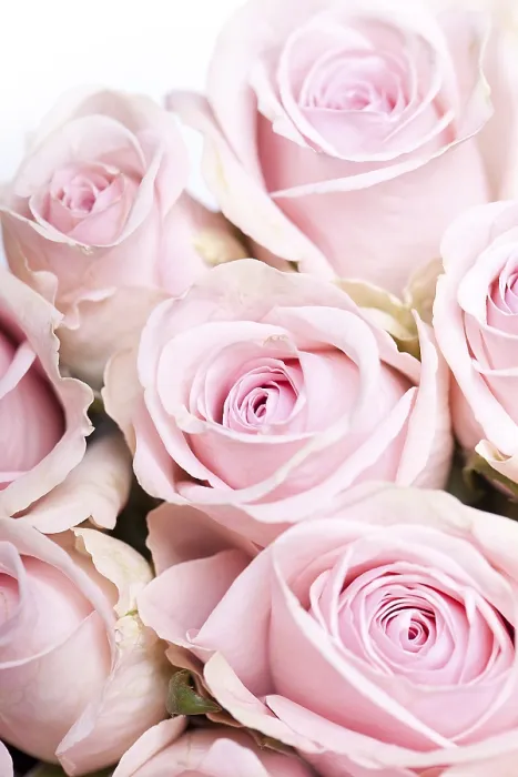 Gerahmter Druck : Rosen in Rosa. Gerahmter Druck : Rosen in Rosa.