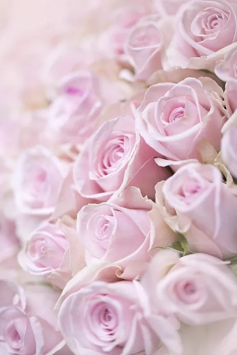 Gerahmter Druck : Rosen in Rosa. Gerahmter Druck : Rosen in Rosa.
