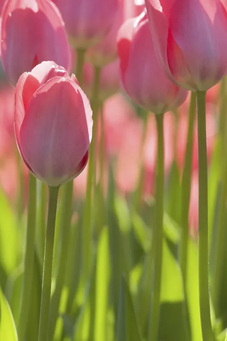 Gerahmter Druck : Rote Tulpen Gerahmter Druck : Rote Tulpen