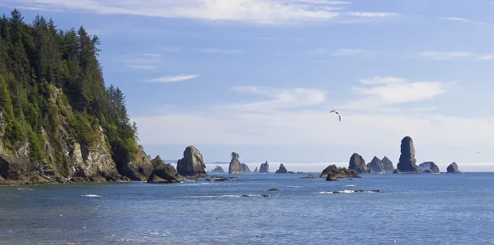 Gerahmter Druck : Felsnadeln an der Küste bei La Push Gerahmter Druck : Felsnadeln an der Küste bei La Push