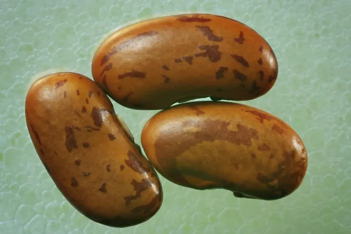 Gerahmter Druck : Pinto Bohnen, Detail. Gerahmter Druck : Pinto Bohnen, Detail.