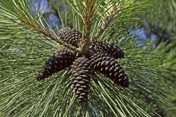 Gerahmter Druck : Pinus mugo, Bergkiefer, Tanne. Gerahmter Druck : Pinus mugo, Bergkiefer, Tanne.