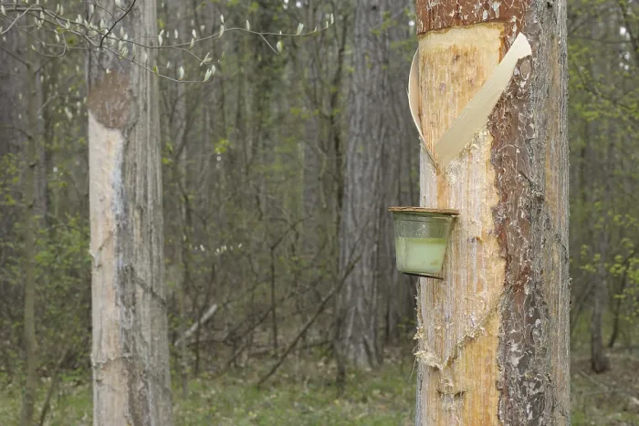 Gerahmter Druck : Buchenwälder, Hernstein, Triestingtal. Gerahmter Druck : Buchenwälder, Hernstein, Triestingtal.