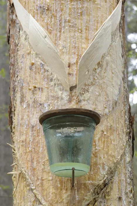 Gerahmter Druck : Pappelbäume, Hernstein, Triestingtal-Tal. Gerahmter Druck : Pappelbäume, Hernstein, Triestingtal-Tal.
