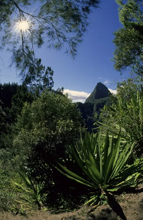 Gerahmter Druck : Piton Cabris Berg, 1435m, Rücklicht. Gerahmter Druck : Piton Cabris Berg, 1435m, Rücklicht.
