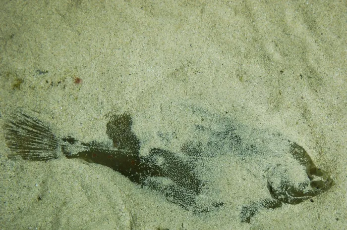 Gerahmter Druck : Fisch im Sand Gerahmter Druck : Fisch im Sand
