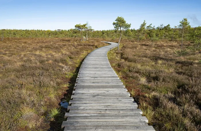 Gerahmter Druck : Balkenweg durch den Schwarzen Moor. Gerahmter Druck : Balkenweg durch den Schwarzen Moor.