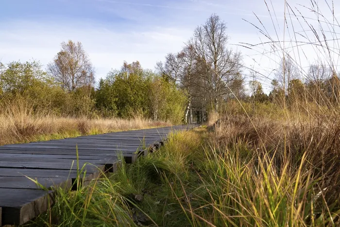 Gerahmter Druck : Balkenweg durch den Schwarzen Moor. Gerahmter Druck : Balkenweg durch den Schwarzen Moor.
