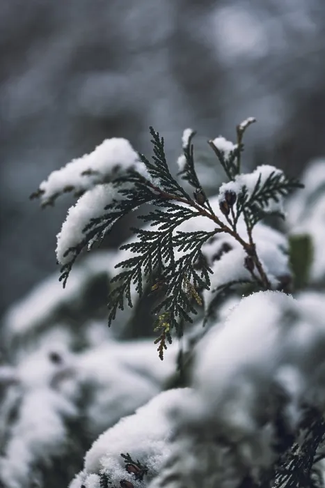 Gerahmter Druck : Pflanzen mit Schnee, Winter, Ternitz. Gerahmter Druck : Pflanzen mit Schnee, Winter, Ternitz.