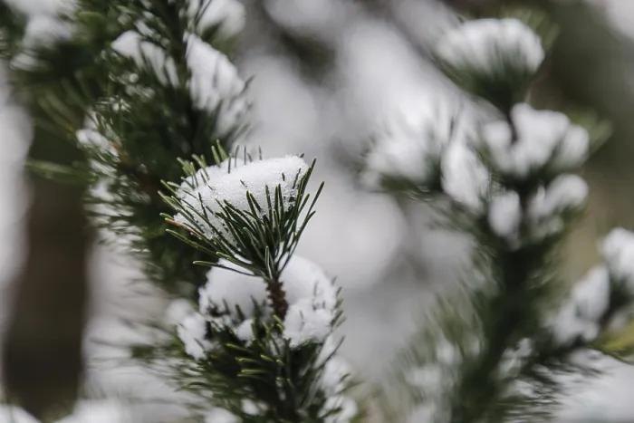 Gerahmter Druck : Pflanzen mit Schnee, Winter, Ternitz. Gerahmter Druck : Pflanzen mit Schnee, Winter, Ternitz.