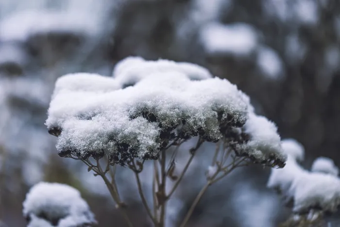 Gerahmter Druck : Pflanzen mit Schnee, Winter, Ternitz. Gerahmter Druck : Pflanzen mit Schnee, Winter, Ternitz.