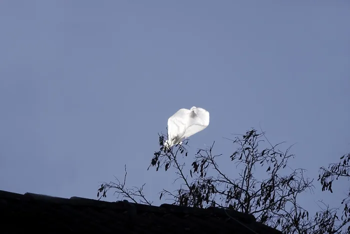 Gerahmter Druck : Ein Plastikbeutel in einem Baum, Deutschland. Gerahmter Druck : Ein Plastikbeutel in einem Baum, Deutschland.
