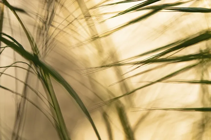 Gerahmter Druck : Lichtspiel in den Rieden, Wind. Gerahmter Druck : Lichtspiel in den Rieden, Wind.