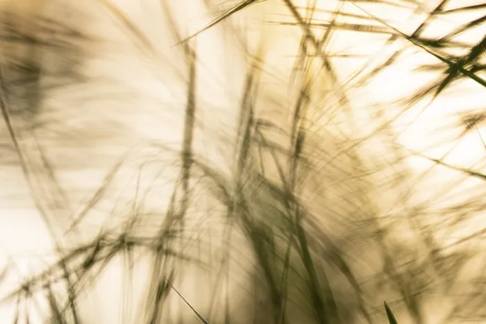 Gerahmter Druck : Lichtspiel in den Rieden, Wind. Gerahmter Druck : Lichtspiel in den Rieden, Wind.